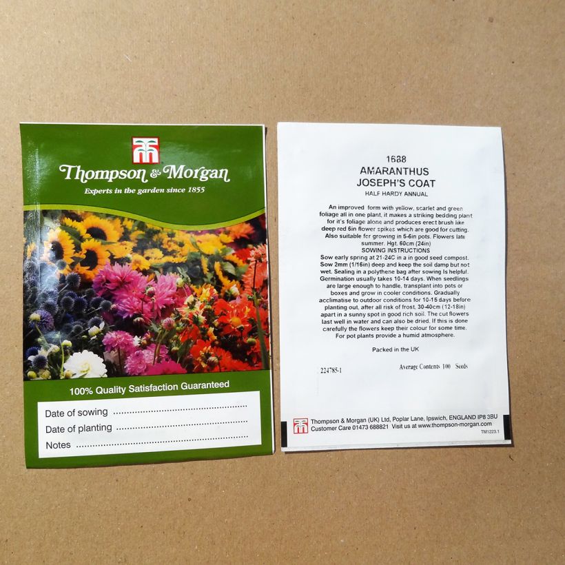Beispiel eines Exemplars von Amaranthus tricolor Josephs Coat (Samen) - Garten-Fuchsschwanz die Tüte mit 100 Samen wie geliefert