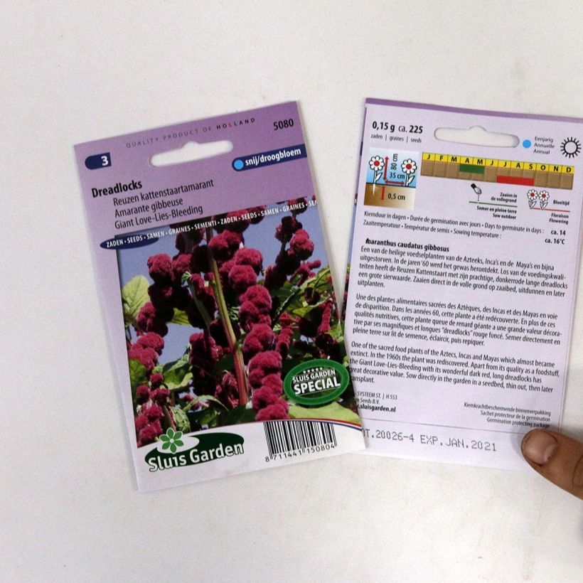 Beispiel eines Exemplars von Amaranthus caudatus Dreadlocks (Samen) - Garten-Fuchsschwanz die Tüte mit 500 Samen (0,4g) wie geliefert