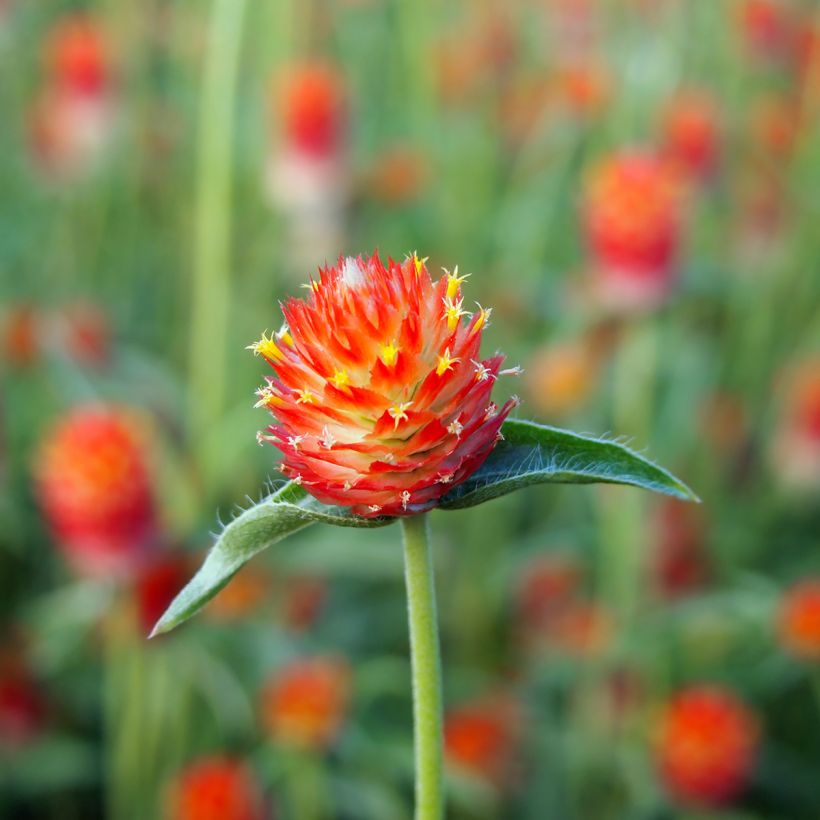 Gomphrena haageana Strawberry Fields (Samen) - Kugelamarant (Blüte)