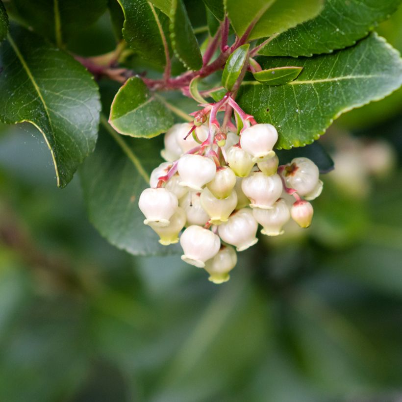 Westlicher Erdbeerbaum (Samen) - Arbutus unedo (Blüte)