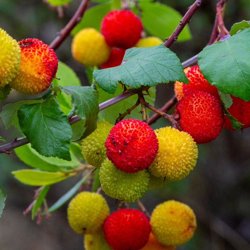 Westlicher Erdbeerbaum (Samen) - Arbutus unedo (Ernte)