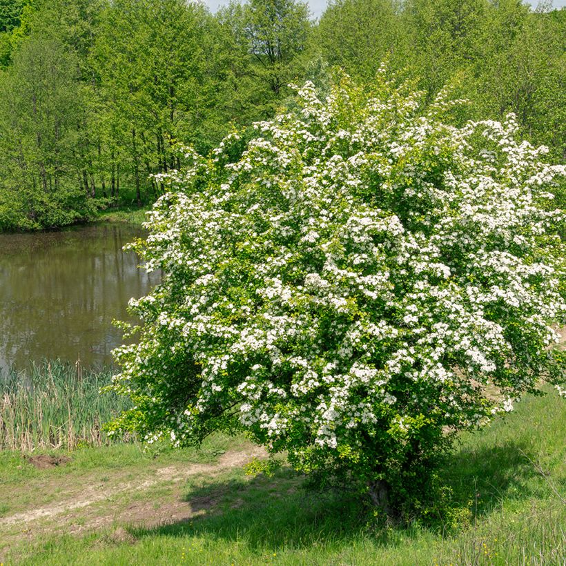Crataegus monogyna  (Samen)  - Eingriffliger Weißdorn (Hafen)