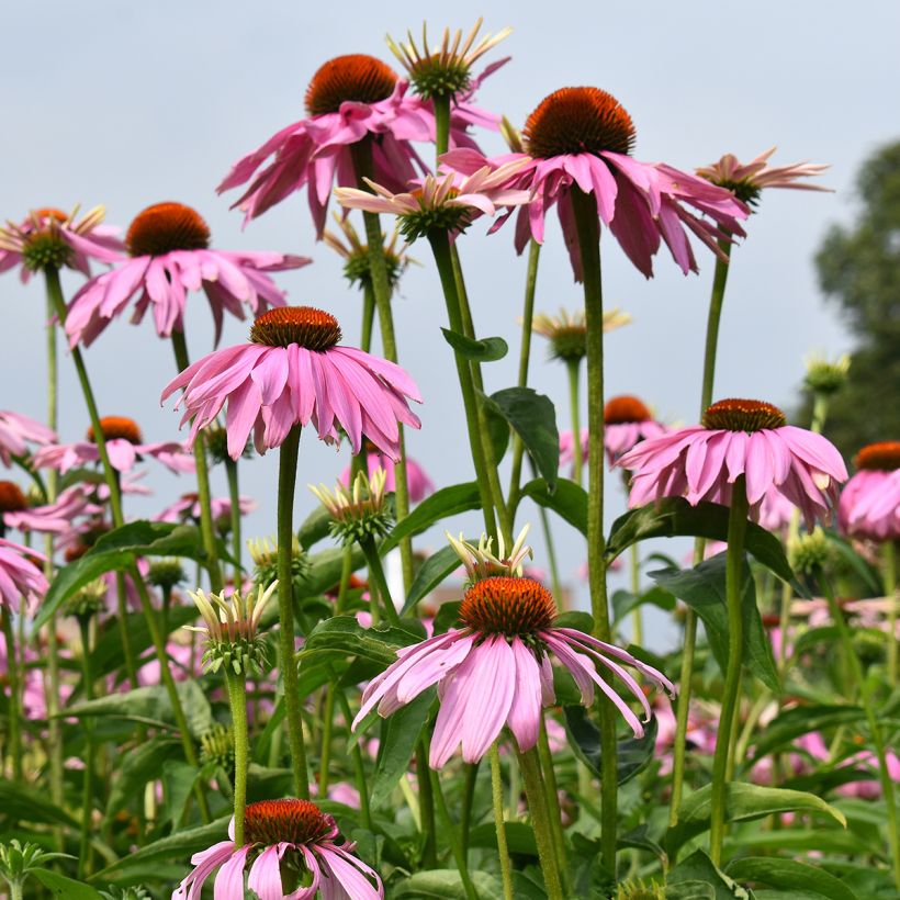 Echinacea purpurea Magnus (Samen) - Sonnenhut (Hafen)