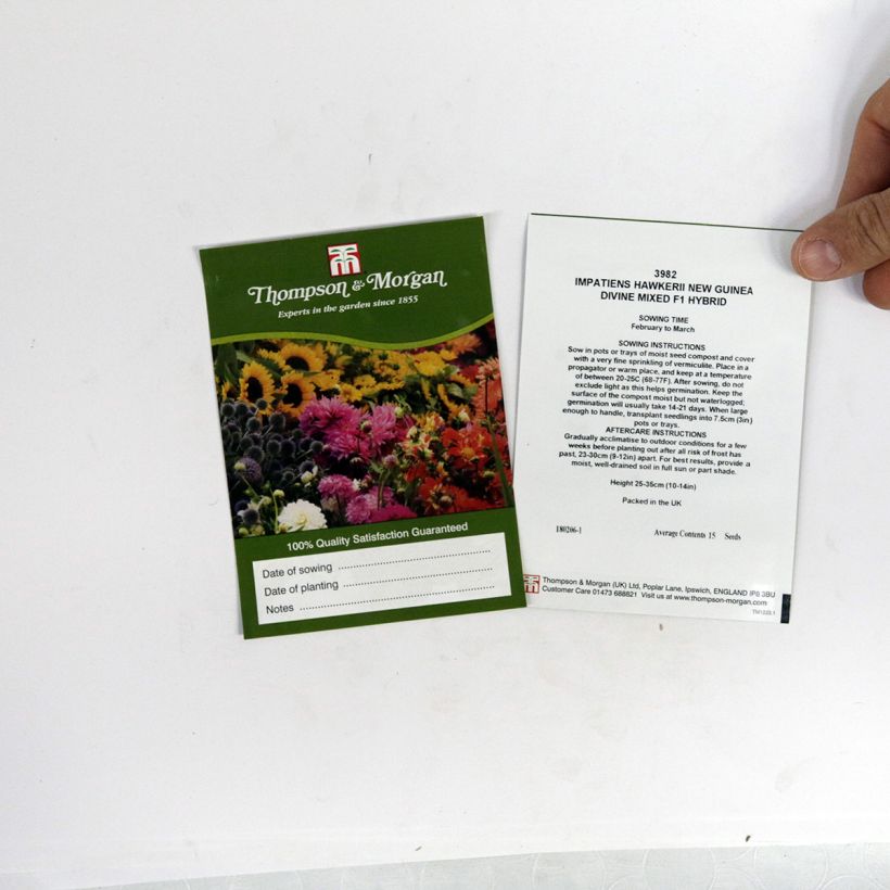 Beispiel eines Exemplars von Fleißige Lieschen Divine Mixed (Samen) - Impatiens die Tüte mit 15 Samen wie geliefert