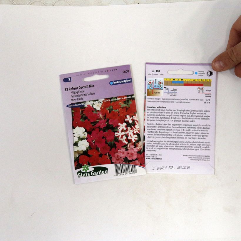 Beispiel eines Exemplars von Fleißige Lieschen F2 Colour Cocktail (Samen) - Impatiens walleriana die Tüte mit 100 Samen (0,07g) wie geliefert