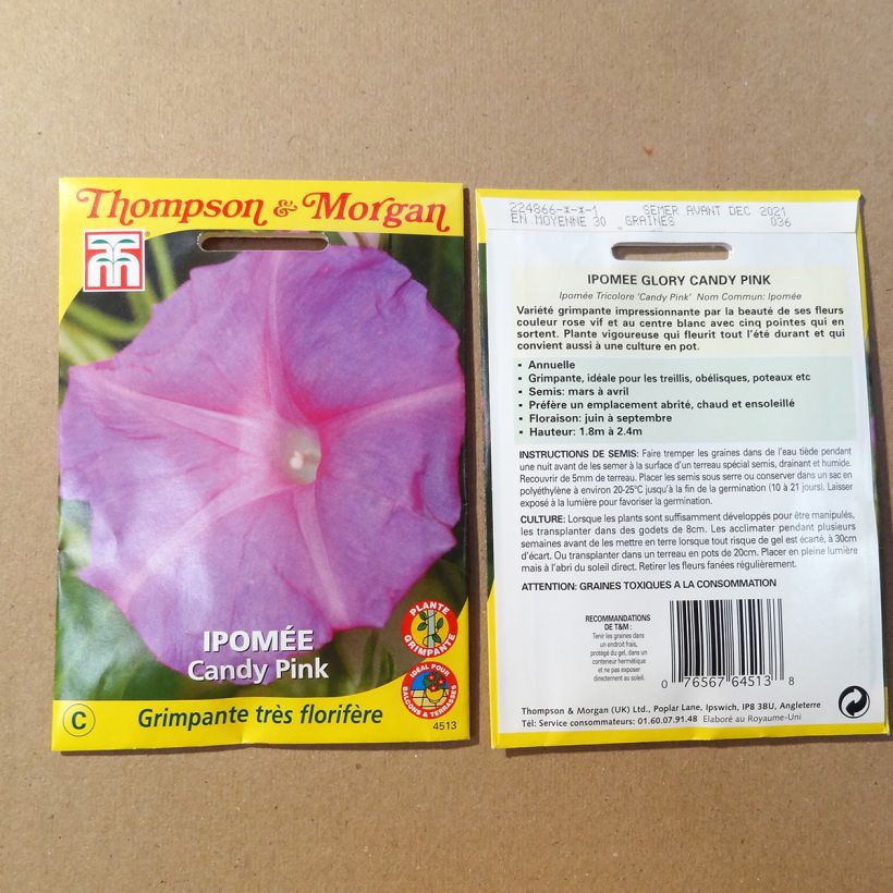 Beispiel eines Exemplars von Ipomoea purpurea Candy Pink (Samen) - Prunkwinde die Tüte mit Samen von 1.5 Gramm wie geliefert