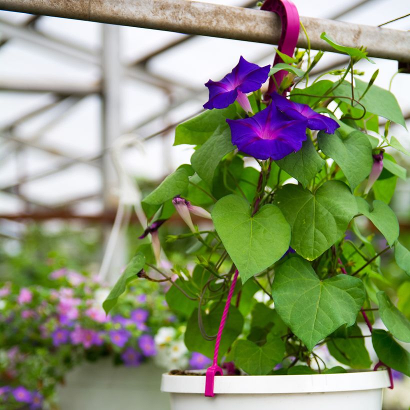 Ipomoea purpurea Grandpa Ott (Samen) - Prunkwinde (Hafen)