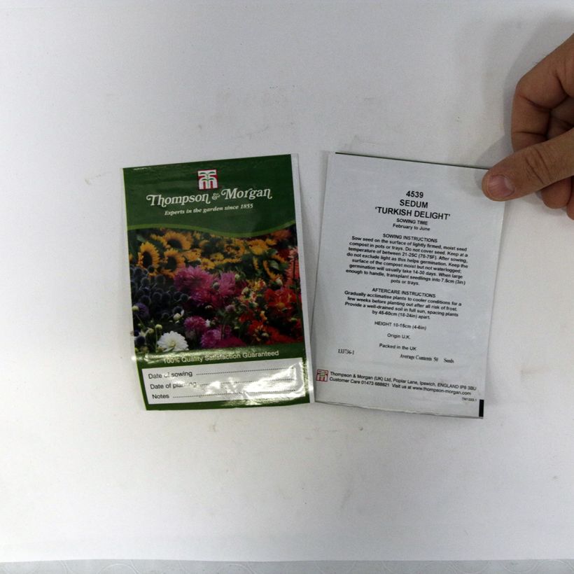Beispiel eines Exemplars von Fetthenne Turkish Delight (Samen) - Sedum ussuriense die Tüte mit 50 Samen wie geliefert