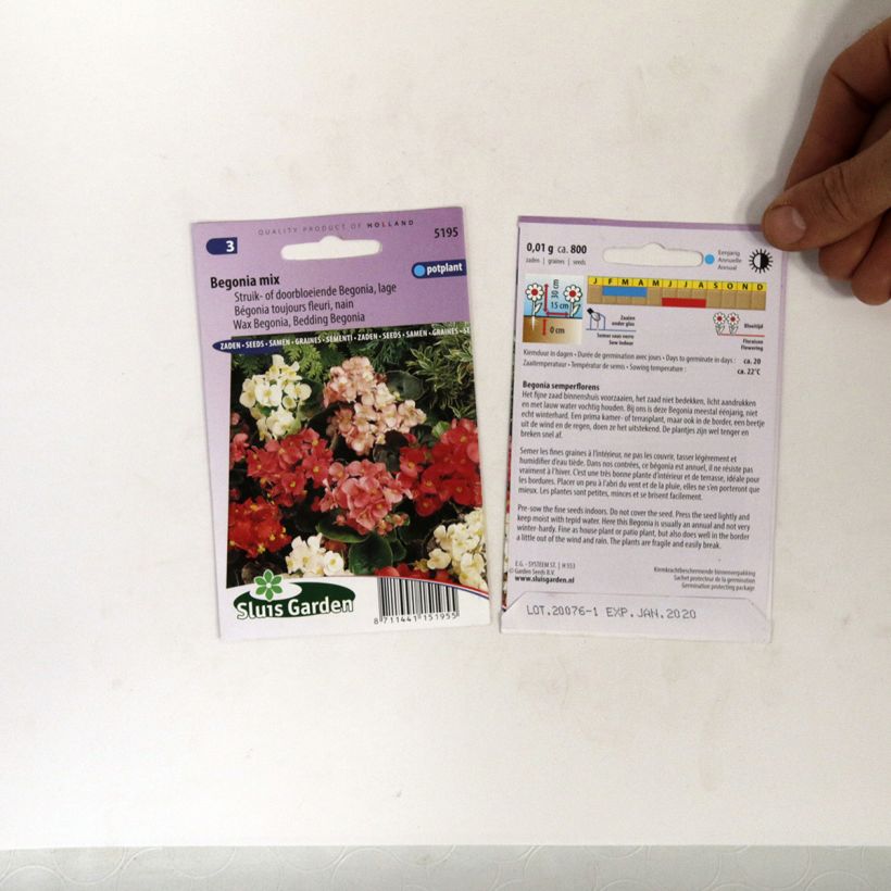 Beispiel eines Exemplars von Begonie (Samen) - Begonia semperflorens die Tüte mit 700 Samen (0,01g) wie geliefert