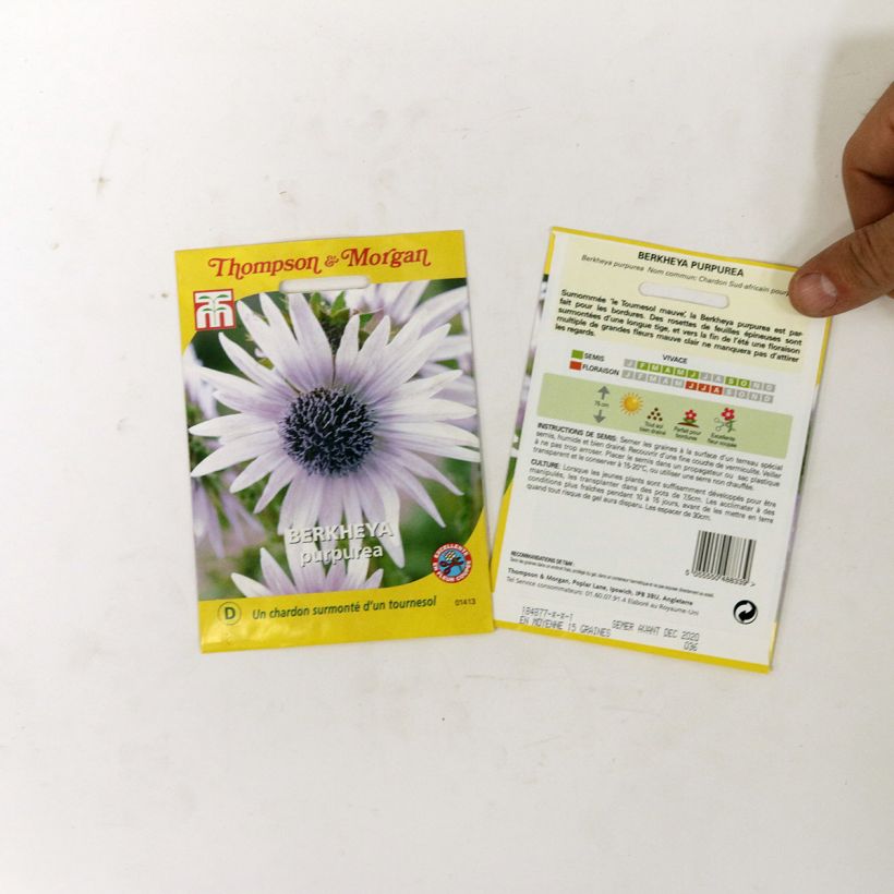 Beispiel eines Exemplars von Berkheya purpurea (Samen) - Südafrikanische Purpurdistel die Tüte mit 15 Samen wie geliefert