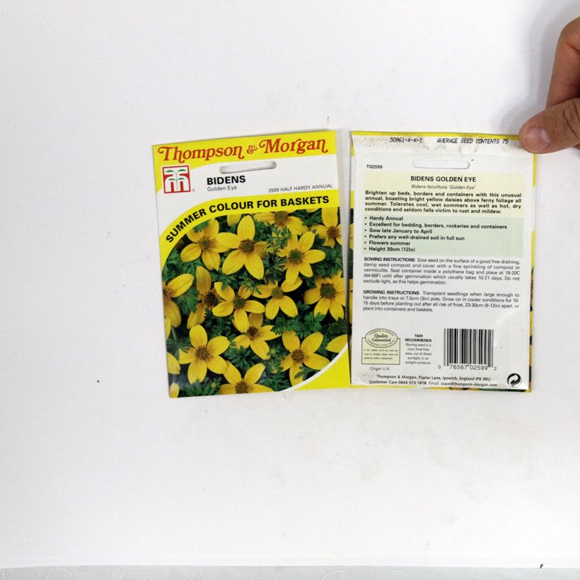 Beispiel eines Exemplars von Bidens ferulifolia Golden Eye (Samen) - Zweizahn die Tüte mit 150 Samen (0,5g) wie geliefert