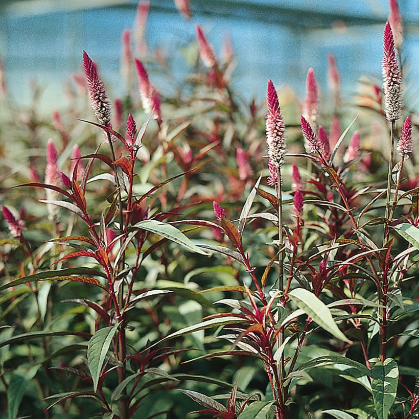 Celosia spicata Flamingo Purple (Samen) - Brandschopf (Blüte)