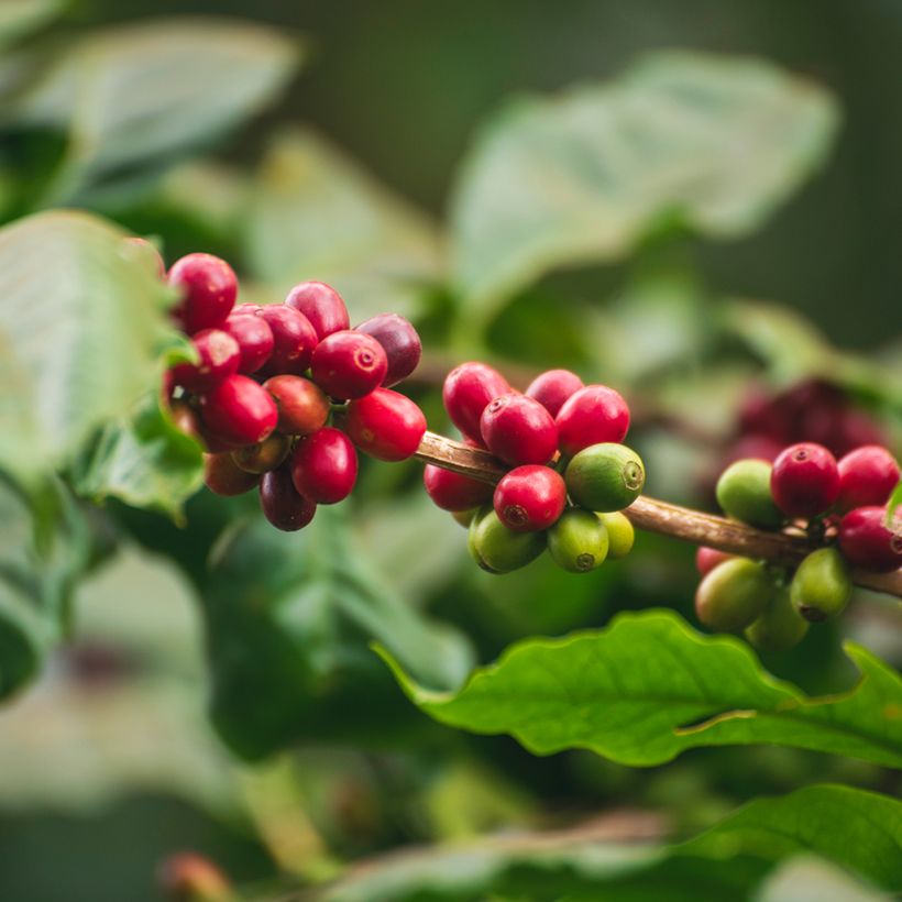 Arabica-Kaffee (Samen) - Coffea arabica (Ernte)