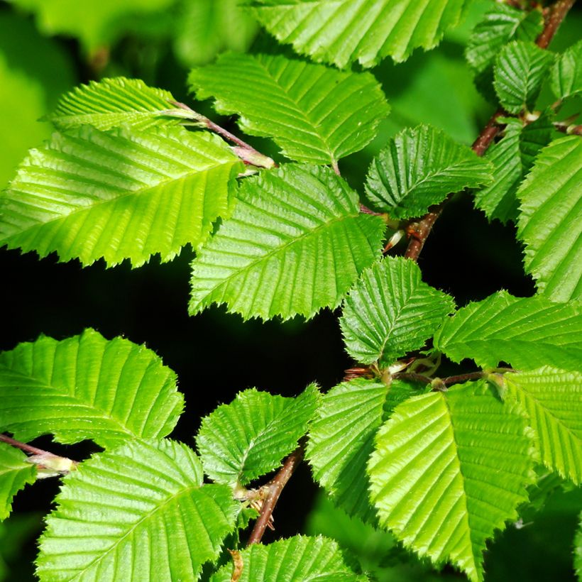 Hainbuche (Samen) - Carpinus betulus (Laub)