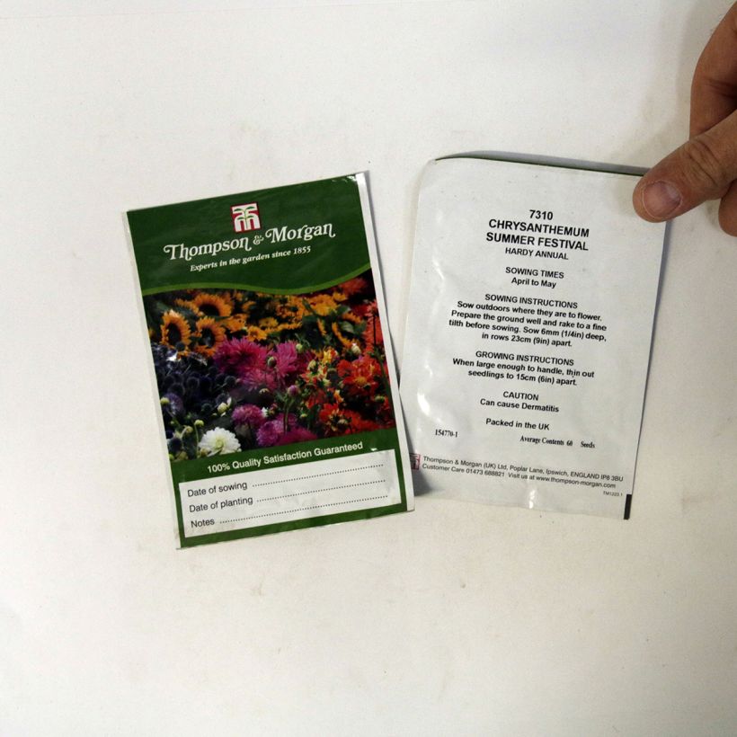 Beispiel eines Exemplars von Chrysanthemum carinatum Summer Festival (Samen) - Wucherblume die Tüte mit 60 Samen wie geliefert