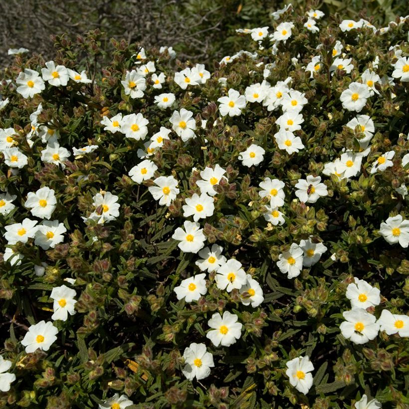 Montpellier-Zistrose (Samen) - Cistus monspeliensis (Hafen)