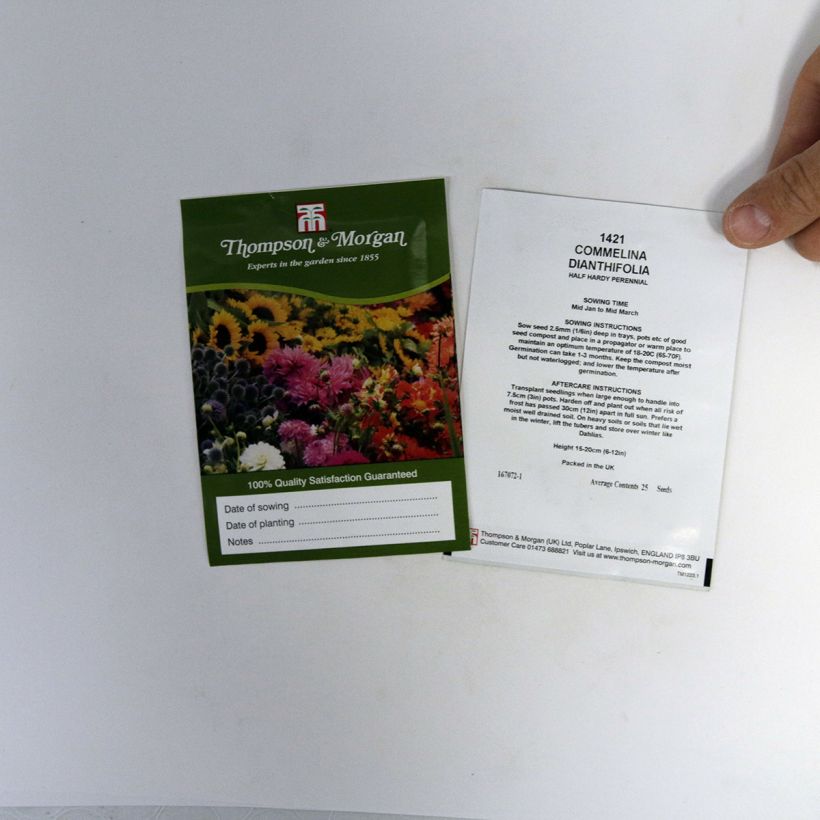 Beispiel eines Exemplars von Commelina dianthifolia (Samen) - Commeline die Tüte mit 25 Samen wie geliefert