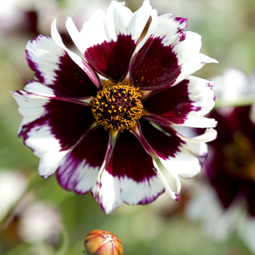 Mädchenauge Incredible ! Swirl - Coreopsis (Blüte)