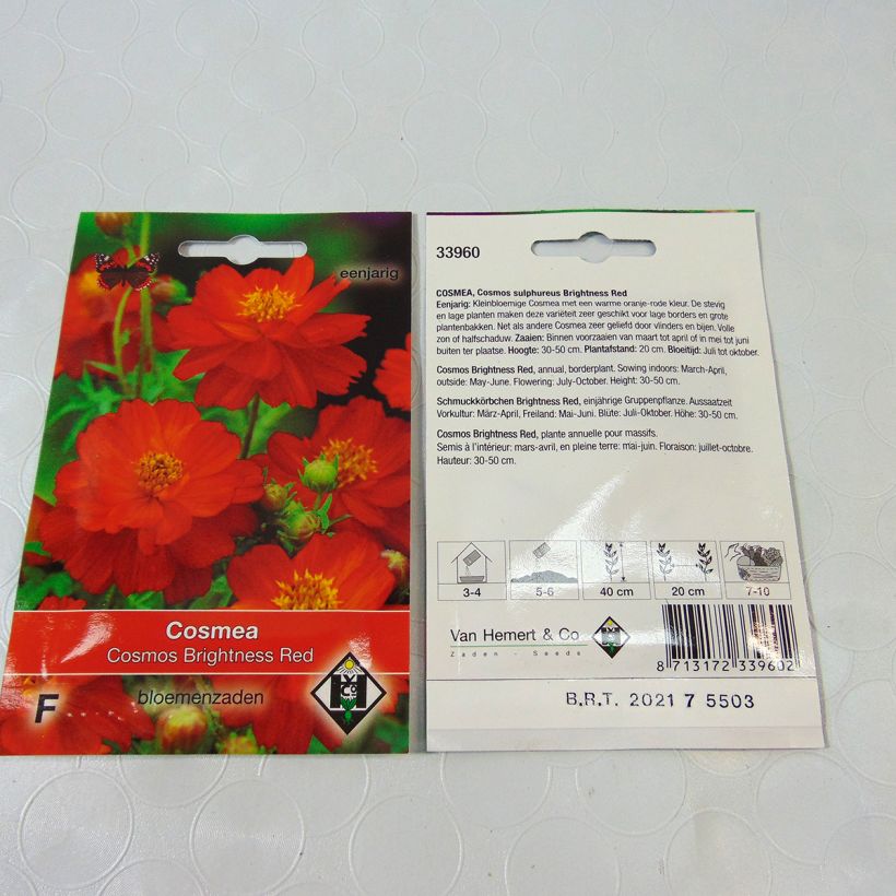 Beispiel eines Exemplars von Cosmos sulphureus Brightness Red (Samen) - Gelbes Schmuckkörbchen die Tüte mit 40 Samen (0.5g) wie geliefert
