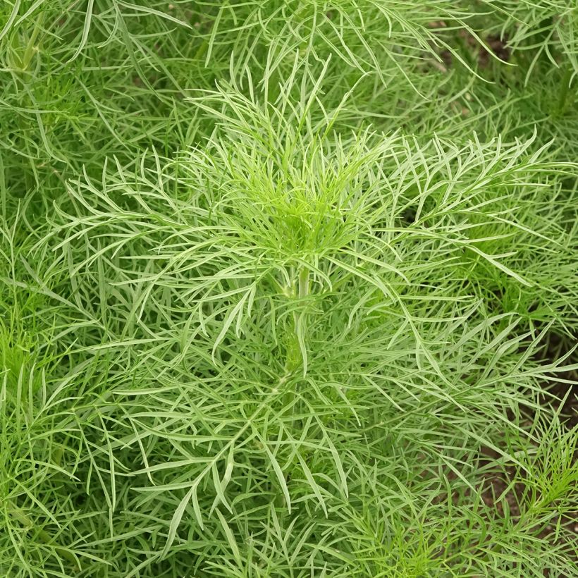 Schmuckkörbchen Fandango (Samen) - Cosmos bipinnatus (Laub)
