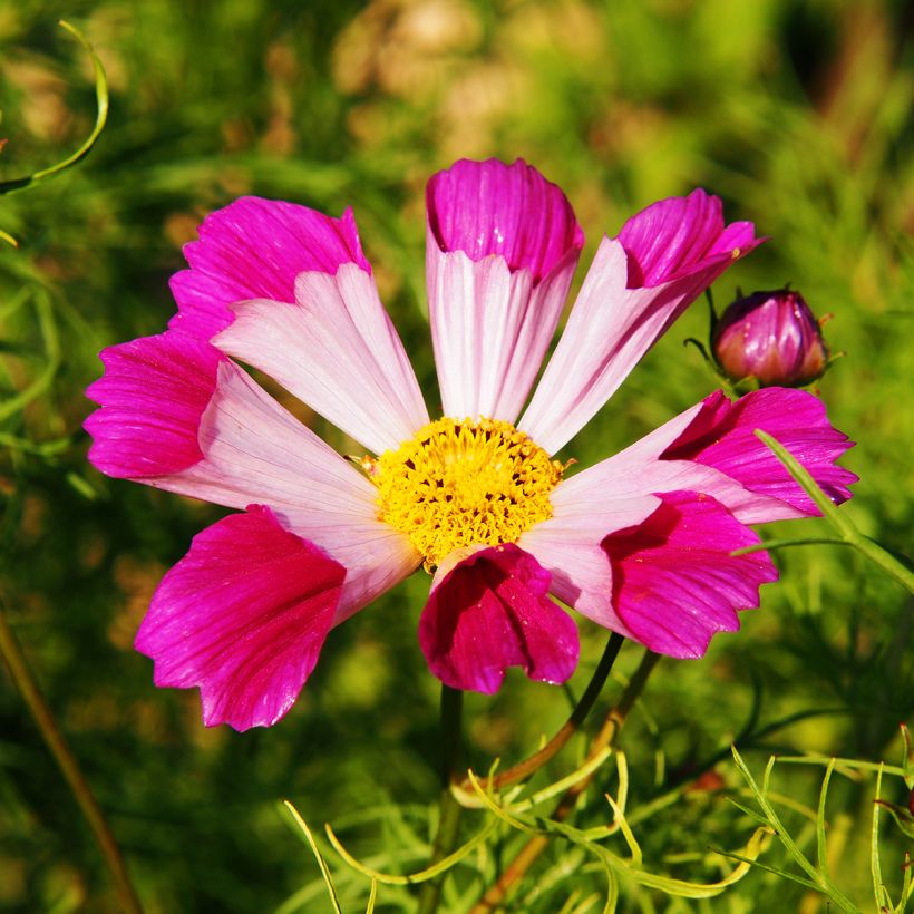Schmuckkörbchen Sea Shells (Samen) - Cosmos (Blüte)