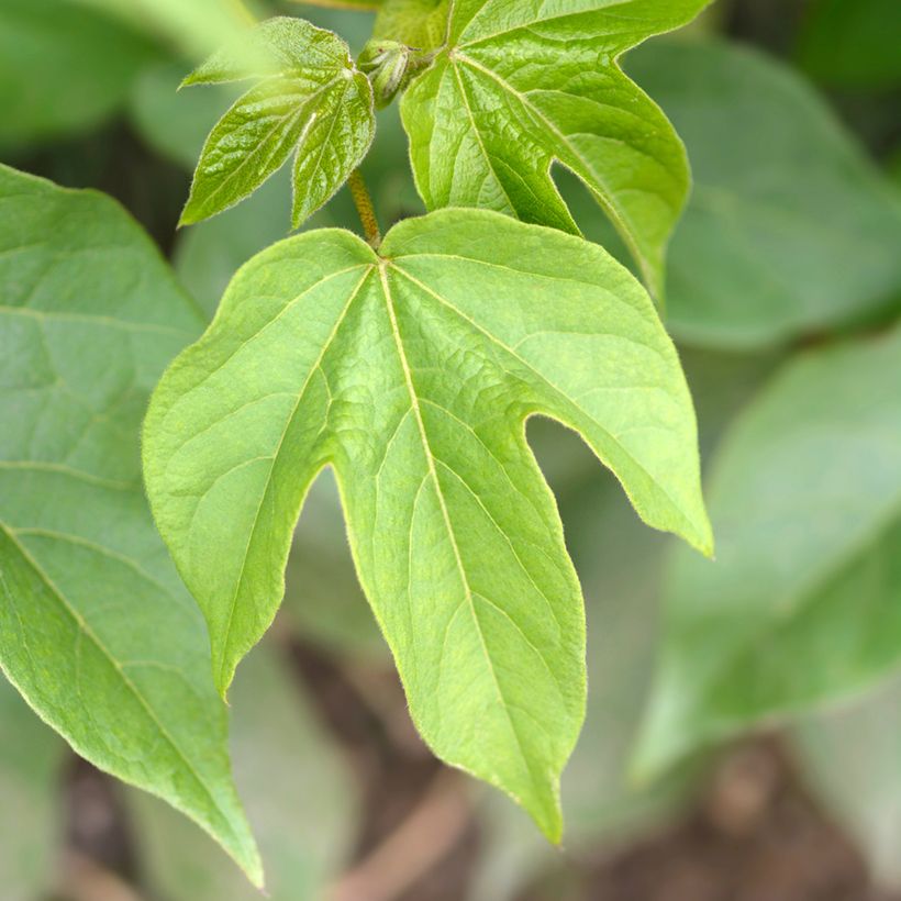 Baumwollpflanze (Samen) - Gossypium herbaceum (Laub)