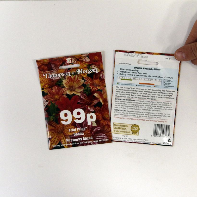 Beispiel eines Exemplars von Dahliensamen Fireworks Mixed (Samen) die Tüte mit 12 Samen wie geliefert