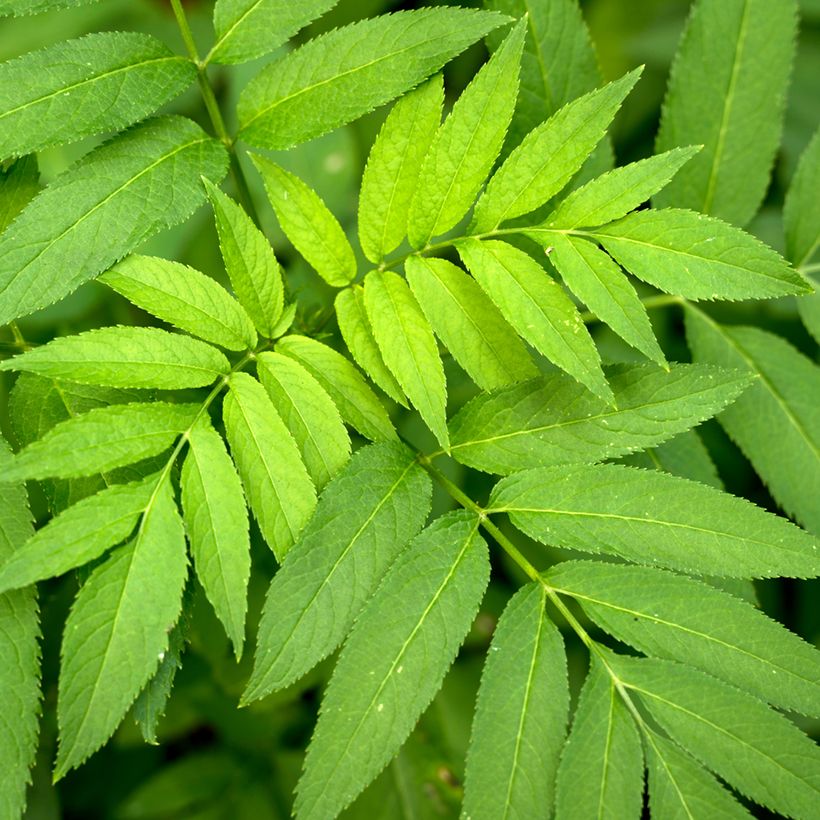 Gemeine Esche (Samen) - Fraxinus excelsior (Laub)