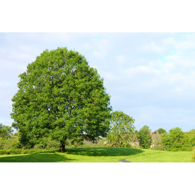 Gemeine Esche (Samen) - Fraxinus excelsior (Hafen)