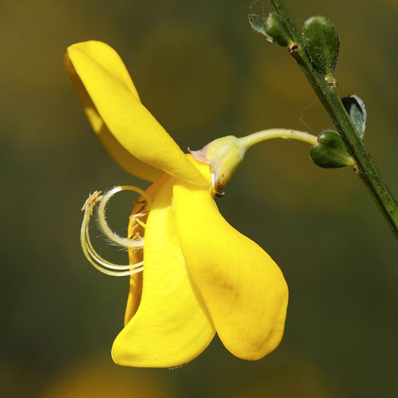 Edelginster (Samen) - Cytisus scoparius (Blüte)