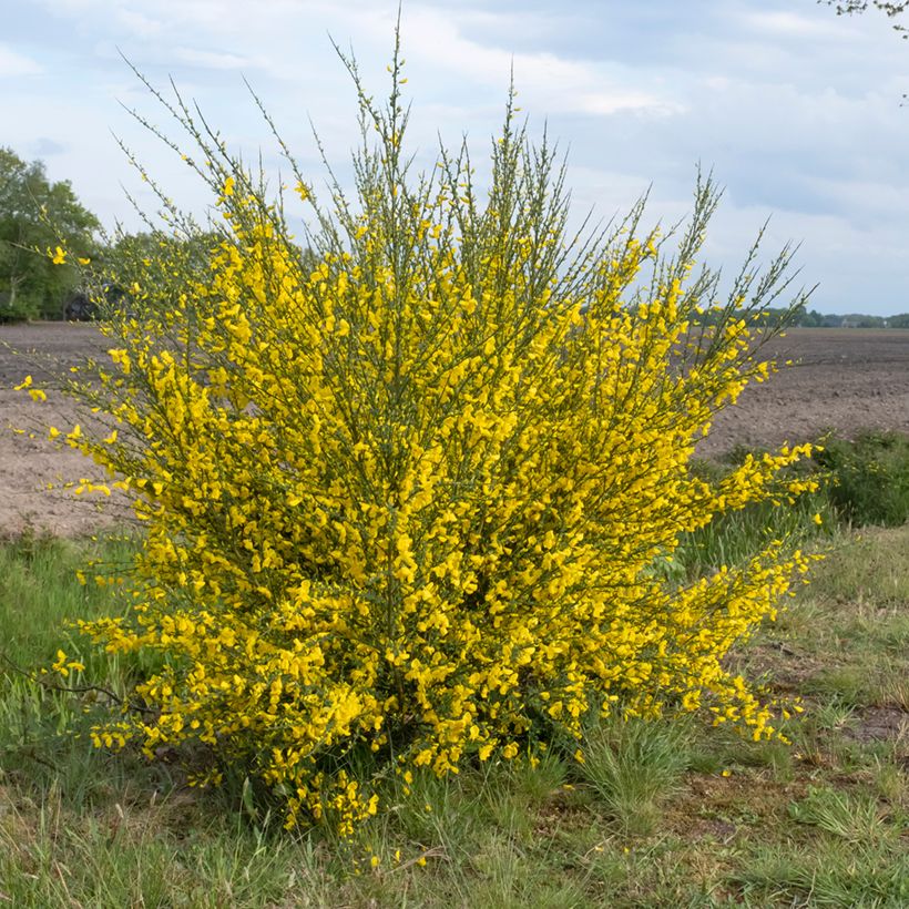 Edelginster (Samen) - Cytisus scoparius (Hafen)