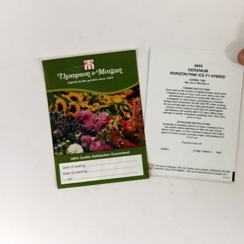 Beispiel eines Exemplars von Zonal-Pelargonie Horizon Pink Ice F1 Hybrid (Samen) - Pelargonium die Tüte mit 6 Samen wie geliefert