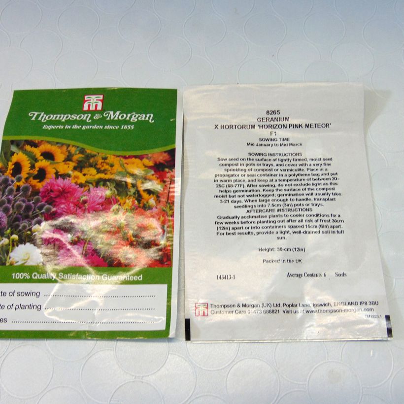 Beispiel eines Exemplars von Zonal-Pelargonie Horizon Pink Meteor F1 Hybrid (Samen) - Pelargonium die Tüte mit 6 Samen wie geliefert