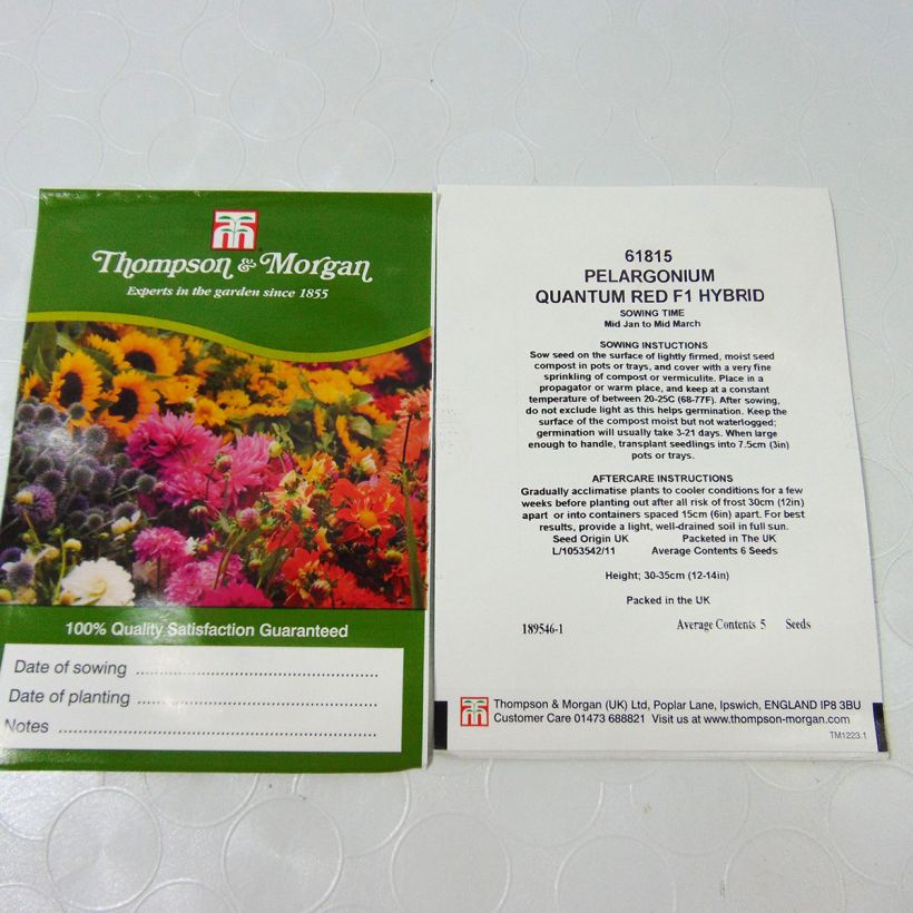 Beispiel eines Exemplars von Zonal-Pelargonie Quantum Red F1 (Samen) - Pelargonium die Tüte mit 5 Samen wie geliefert