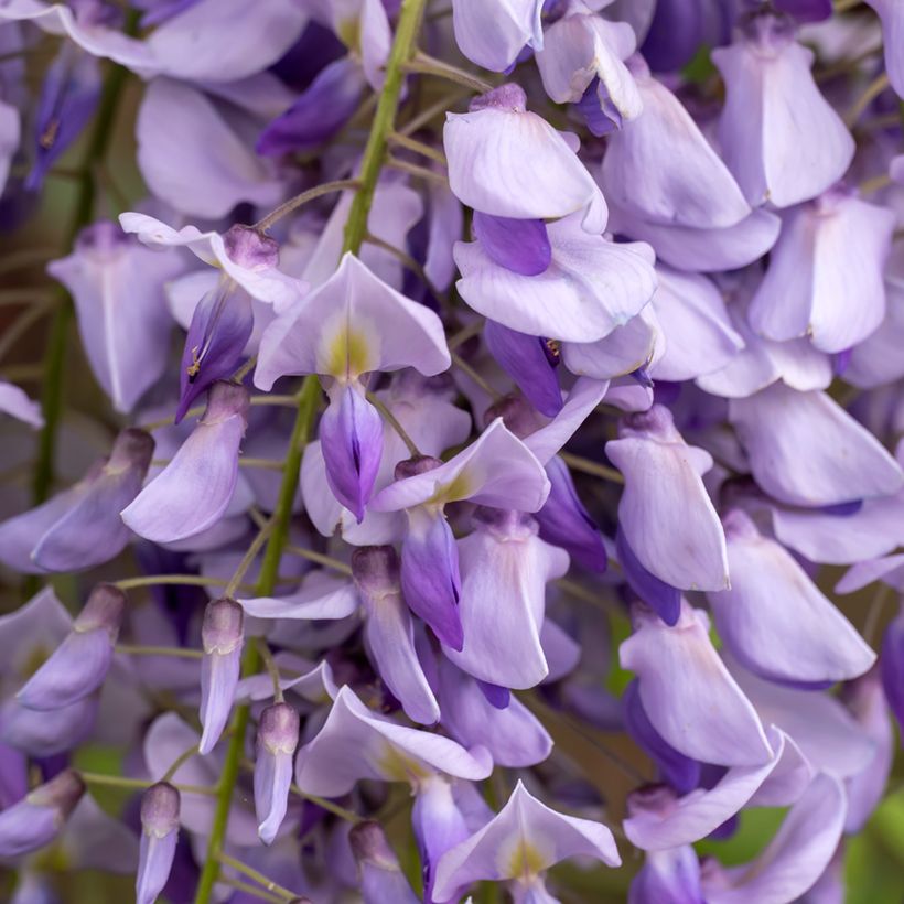 Wisteria sinensis (Samen) - Chinesische Glyzinie (Blüte)