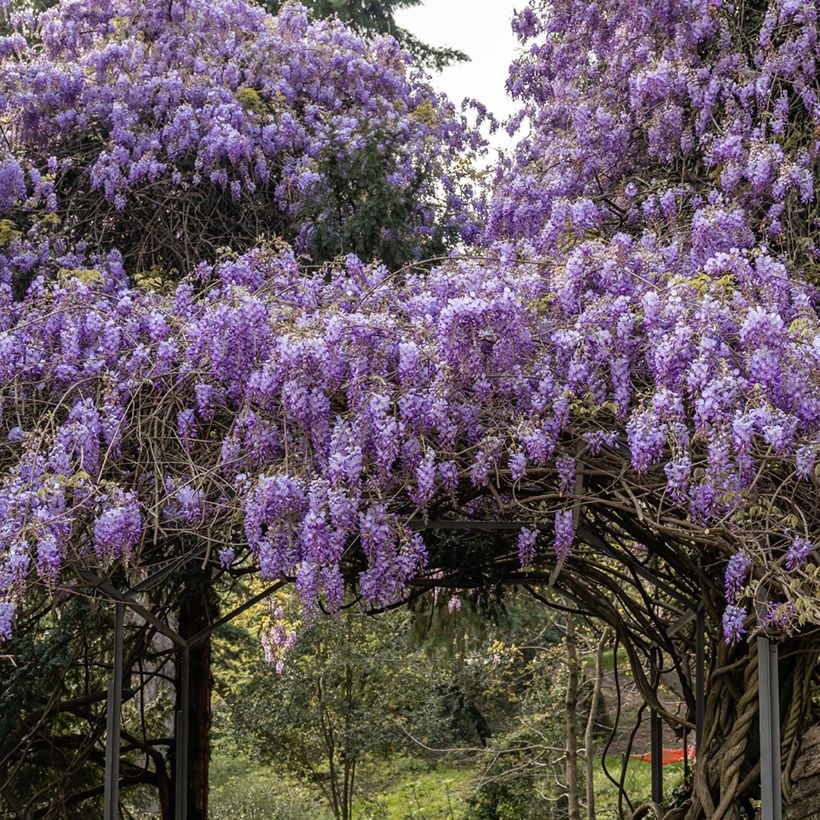Wisteria sinensis (Samen) - Chinesische Glyzinie (Hafen)