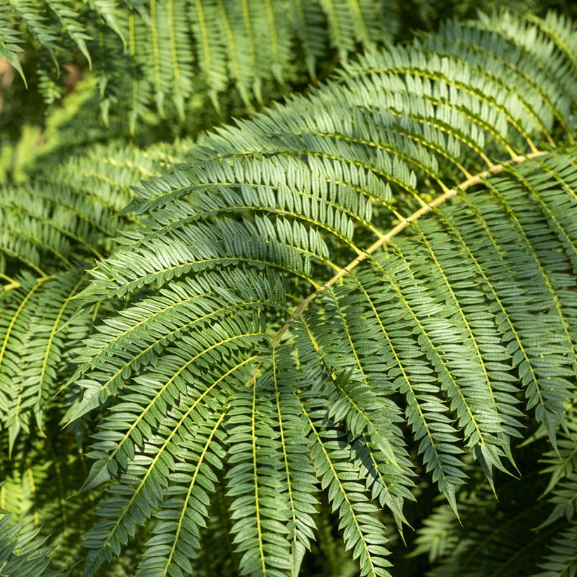 Jacaranda mimosifolia (Samen) - Palisanderholzbaum (Laub)