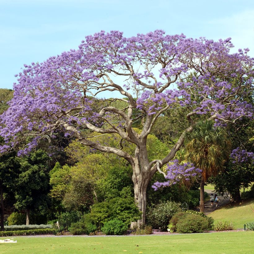 Jacaranda mimosifolia (Samen) - Palisanderholzbaum (Hafen)