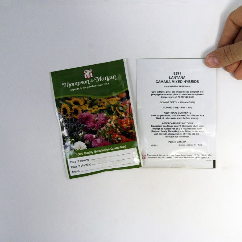 Beispiel eines Exemplars von Lantana camara Mixed Hybrids (Samen) - Wandelröschen die Tüte mit 20 Samen wie geliefert