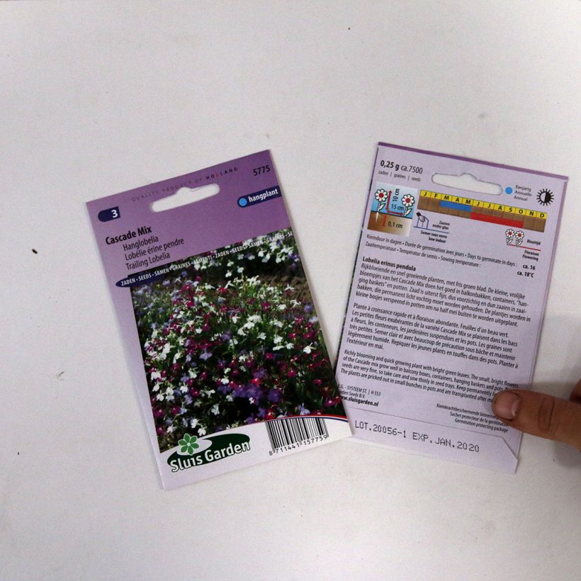 Beispiel eines Exemplars von Lobelia erinus pendula Cascade (Samen) - Lobelie die Tüte mit 5100 Samen (0,2g) wie geliefert