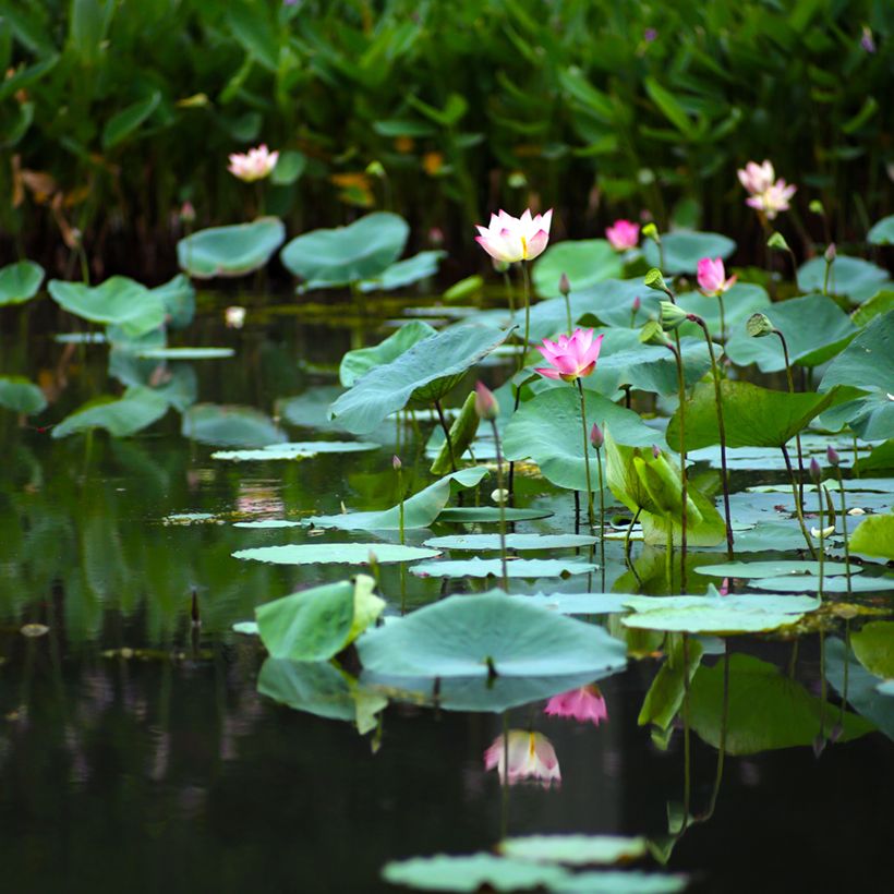 Nelumbo nucifera (Samen) - Indische Lotosblume (Hafen)