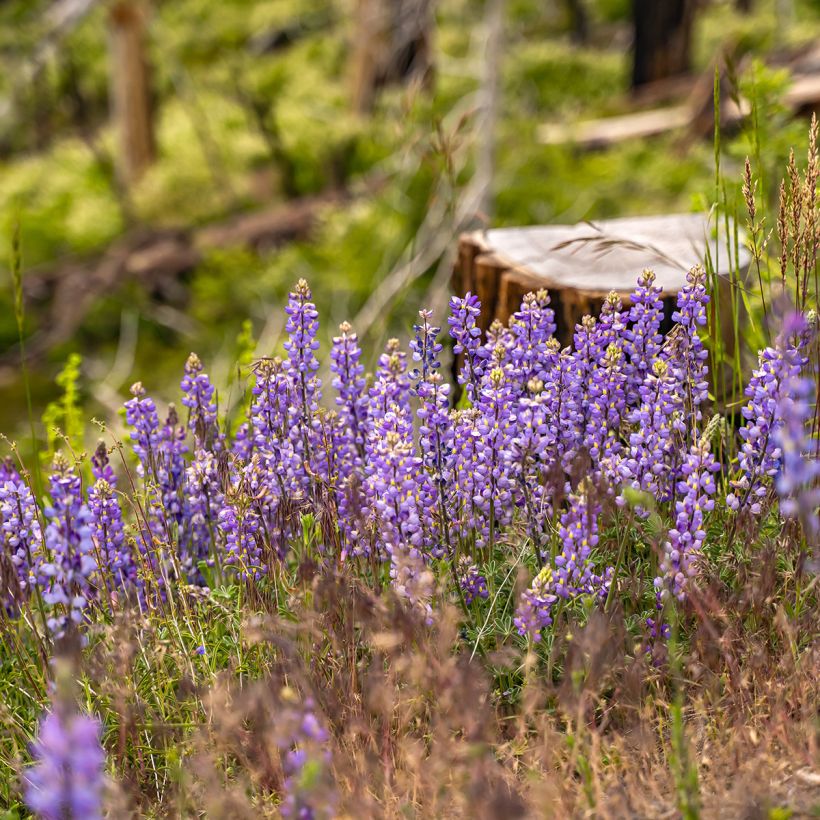 Ausdauernde Lupine (Samen) - Lupinus perennis (Hafen)