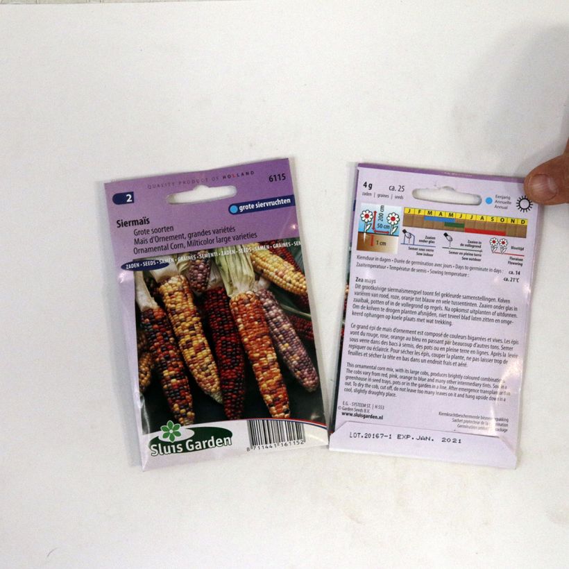 Beispiel eines Exemplars von Zea mays japonica Grandes variétés (Samen) - Mais die Tüte mit 25 Samen wie geliefert