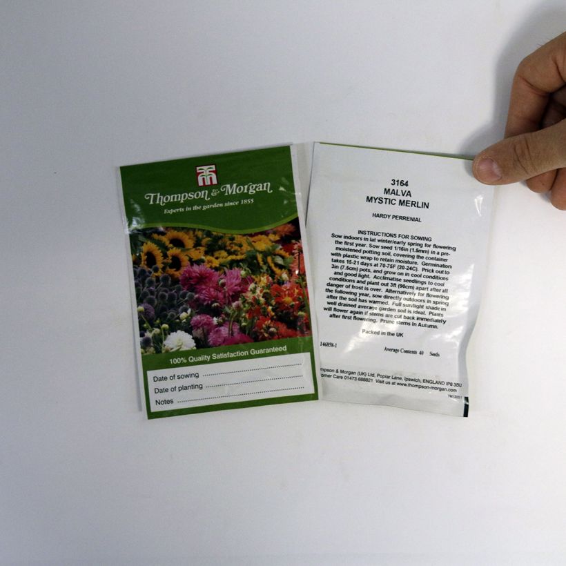 Beispiel eines Exemplars von Wilde Malve Mystic Merlin - Malva sylvestris die Tüte mit 40 Samen wie geliefert