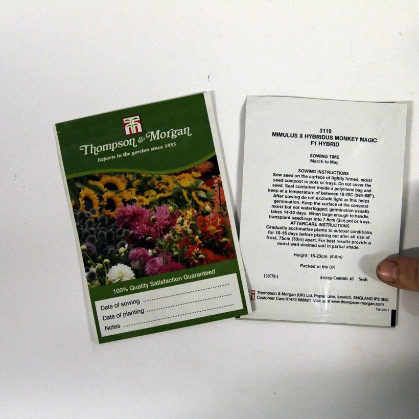 Beispiel eines Exemplars von Gauklerblume Monkey Magic (Samen) - Mimulus die Tüte mit 40 Samen wie geliefert
