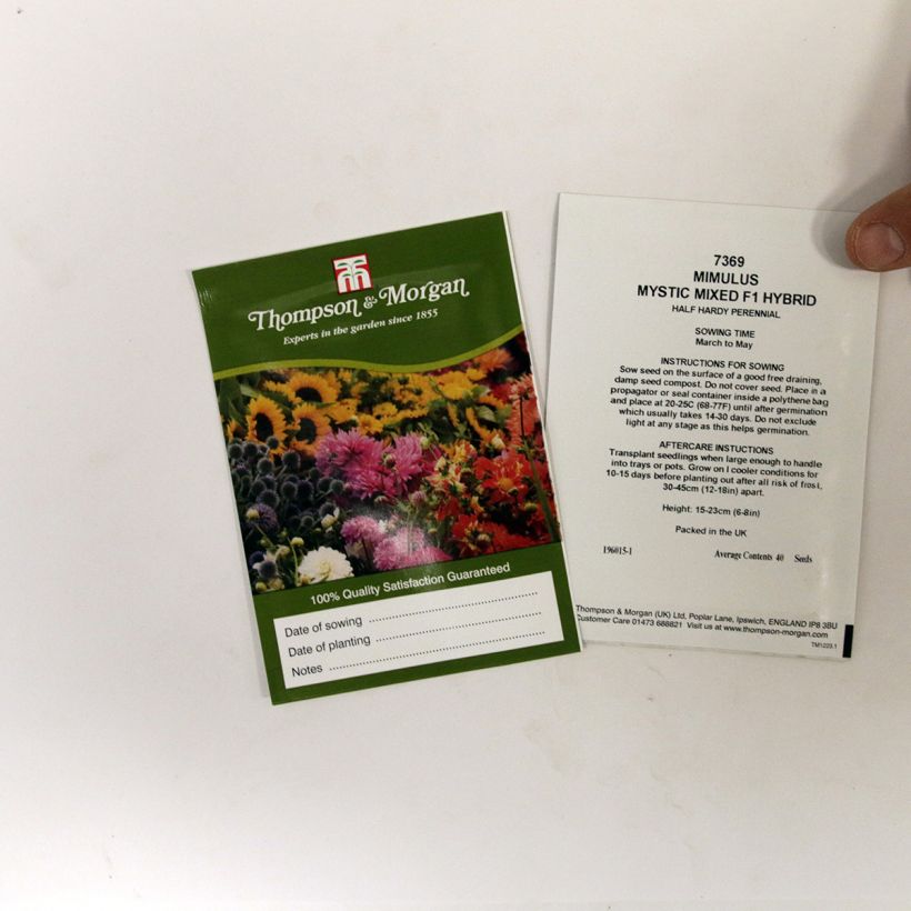 Beispiel eines Exemplars von Gauklerblume Mystic Mixed (Samen) - Mimulus die Tüte mit 50 Samen wie geliefert