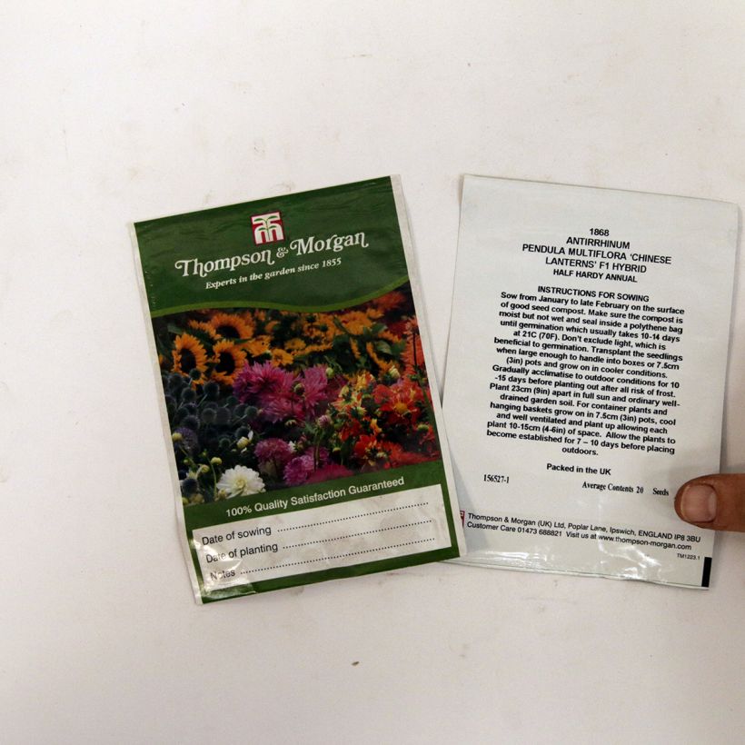 Beispiel eines Exemplars von Löwenmäulchen Chinese Lanterns F1 Hybrid (Samen) - Antirrhinum die Tüte mit 20 Samen wie geliefert