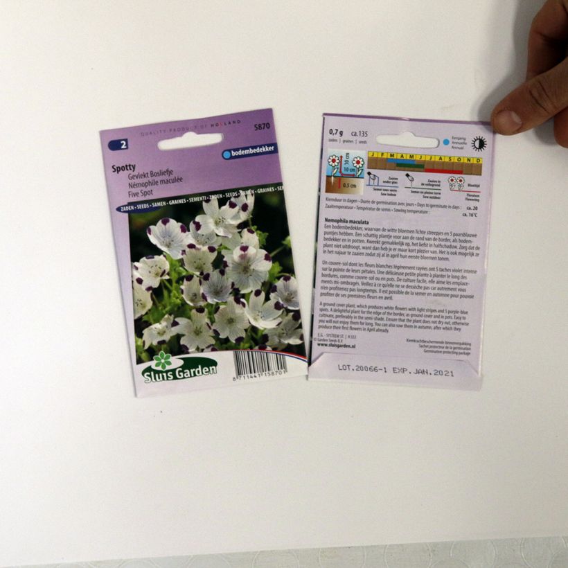 Beispiel eines Exemplars von Nemophila maculata Spotty (Samen) - Gefleckte Hainblume die Tüte mit 100 Samen (0,7g) wie geliefert
