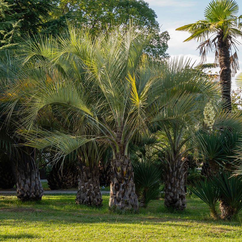 Butia capitata (Samen) - Butia-Palme (Hafen)