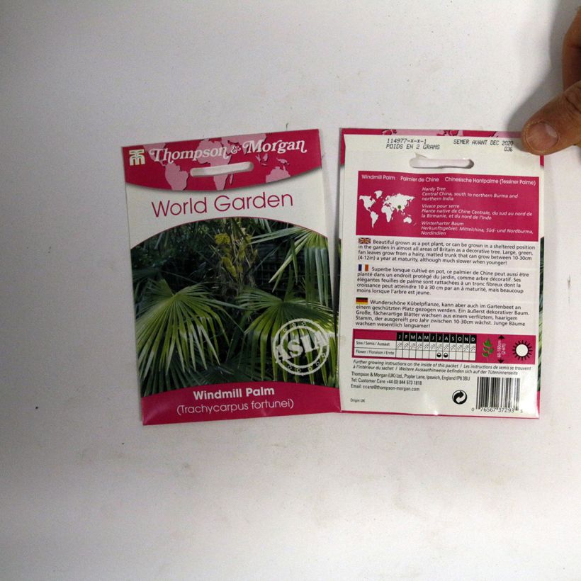 Beispiel eines Exemplars von Trachycarpus fortunei (Samen) - Fächerpalme die Tüte mit 5 Samen (3g) wie geliefert